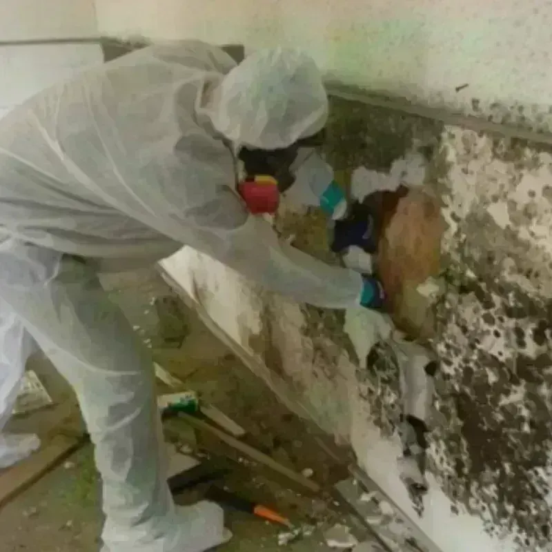 Mold Remediation and Removal in Condon, OR